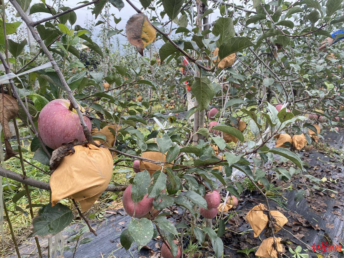 苹果|苹果出山记：小小苹果如何带动贫困县“造血”脱贫？