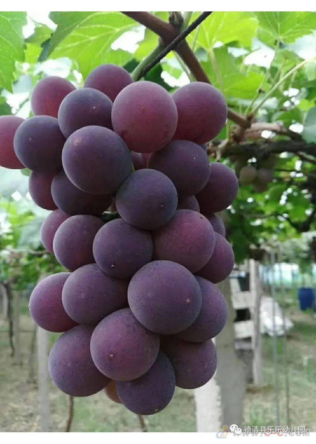 吃什么可以快速补充葡萄糖 201f661435b94872aec68cc14df5b55f.jpeg