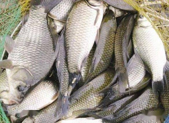 农村|不但不花钱而且对这些鱼特别有吸引力!钓鱼饵料越简单越好