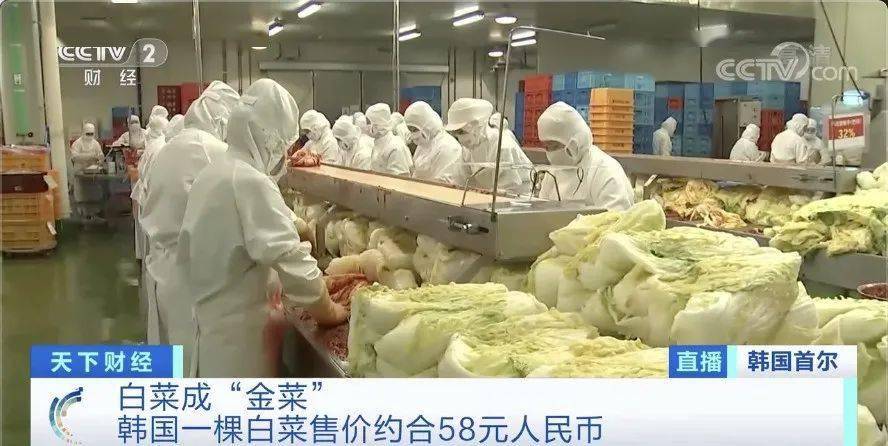白菜|韩国两伙盗贼在同一块地里偷菜 咋回事儿？