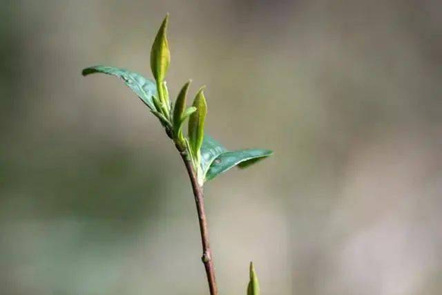 "苏湖熟,天下足"的湖州,其实最早以茶闻天下_顾渚紫