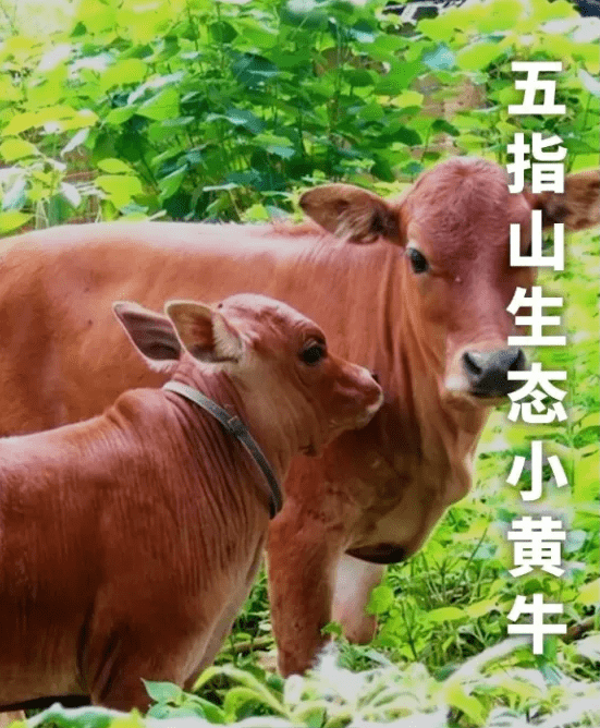 国家举重队在海南集训必点美食五指山小黄牛