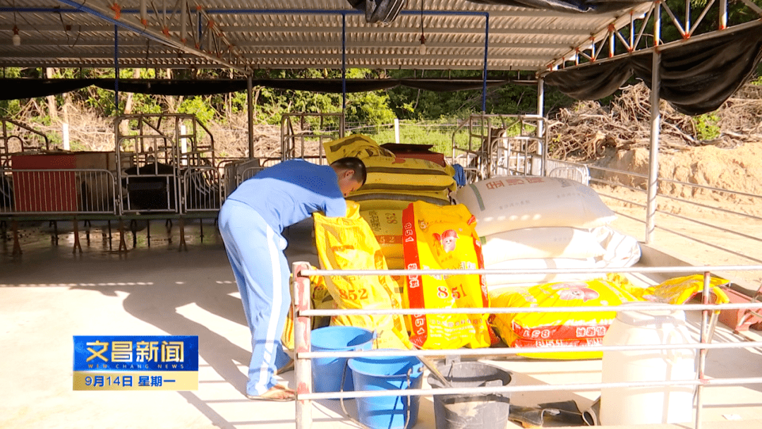 冯坡镇凤尾村委会水堆北村村民 林树元"现在市场好就养猪.