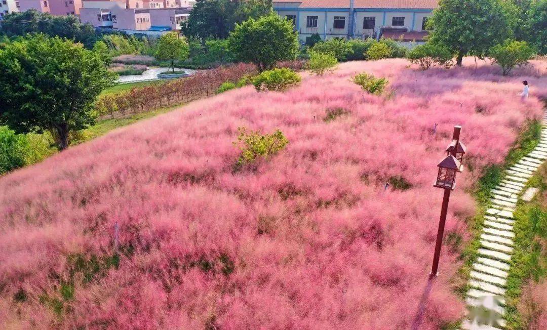 顺德花海周三周六日粉黛乱子草马鞭草紫色花海逢简水乡