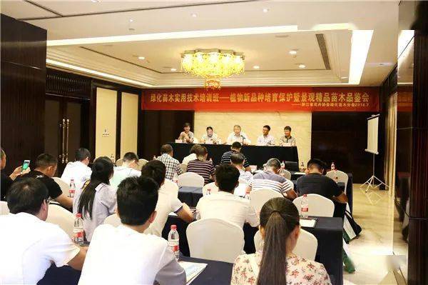 罗汉松品种排名2020_罗汉松也分品种,大师制作的米叶罗汉松盆景一颗能