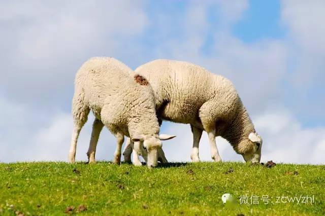 多浪羊:是新疆的一个优良肉脂兼用型绵羊品种,因其中心产区在麦盖提