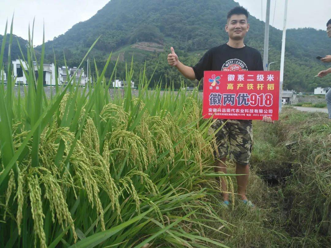 徽系二级米,高产铁秆稻!徽两优918(二代徽系品种)火爆
