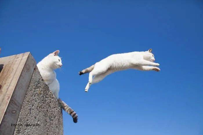 专业动物摄影师镜头下的"跳跃猫"