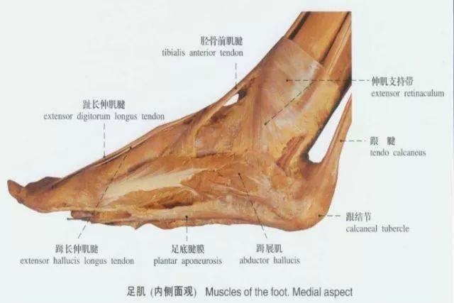 干货必备踝足解剖