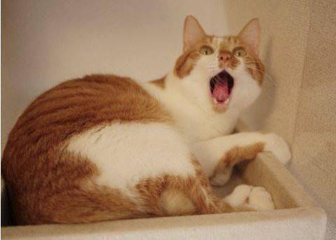 别跟我玩心眼 1c2ab3a1b9c2494ca5e82519a8aa2c82.jpeg