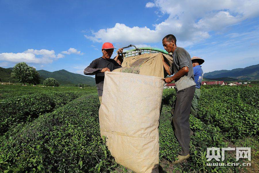 吉安|秋茶丰收 茶香四溢