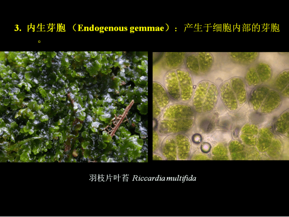 回放丨2020第一期:苔藓的生存绝技_植物