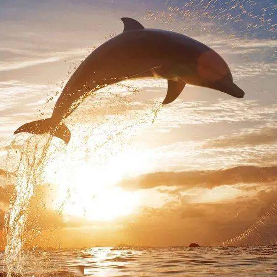 肌肤|水光妆升级版来了,又美又立体的海豚玻璃肌你听过吗?