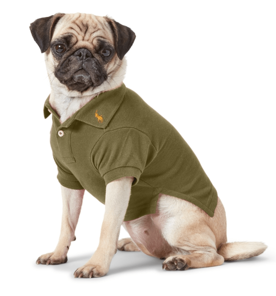 宠物|萌宠时尚｜毛孩子们时髦起来一点也不输主人！