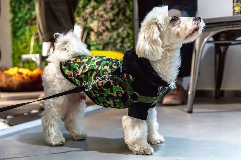 宠物|萌宠时尚｜毛孩子们时髦起来一点也不输主人！