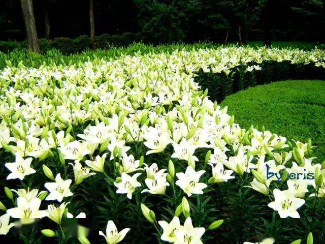 心田上的百合花(深度好文)