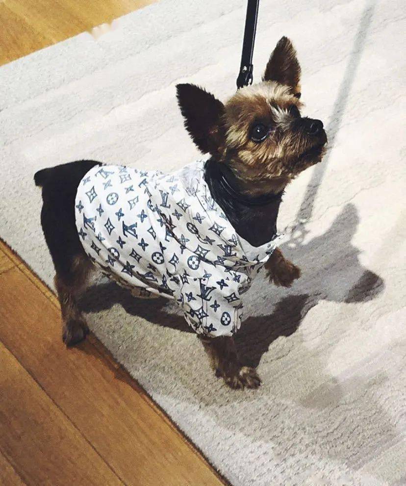 宠物|萌宠时尚｜毛孩子们时髦起来一点也不输主人！