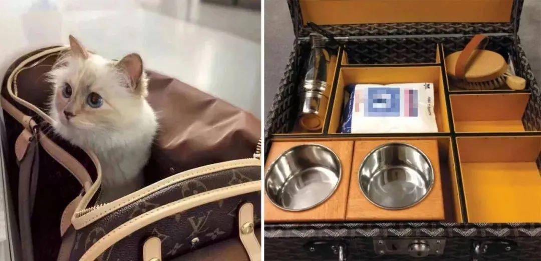 宠物|萌宠时尚｜毛孩子们时髦起来一点也不输主人！