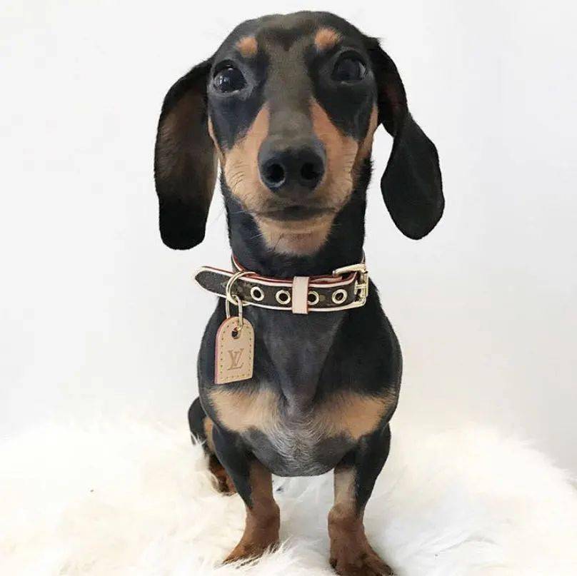 宠物|萌宠时尚｜毛孩子们时髦起来一点也不输主人！