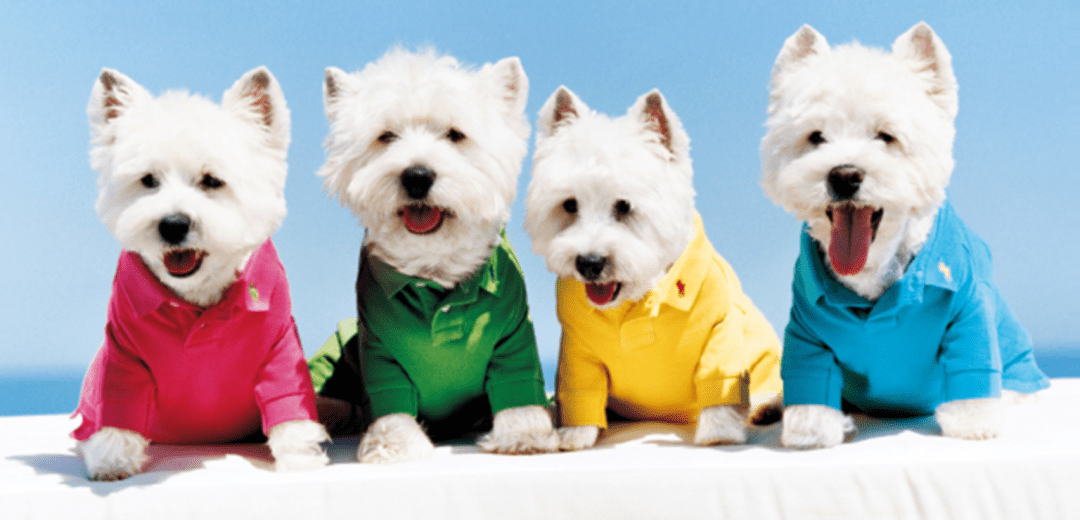 宠物|萌宠时尚｜毛孩子们时髦起来一点也不输主人！