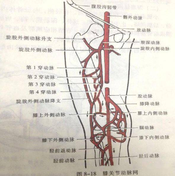 下肢血管解剖及cta检查
