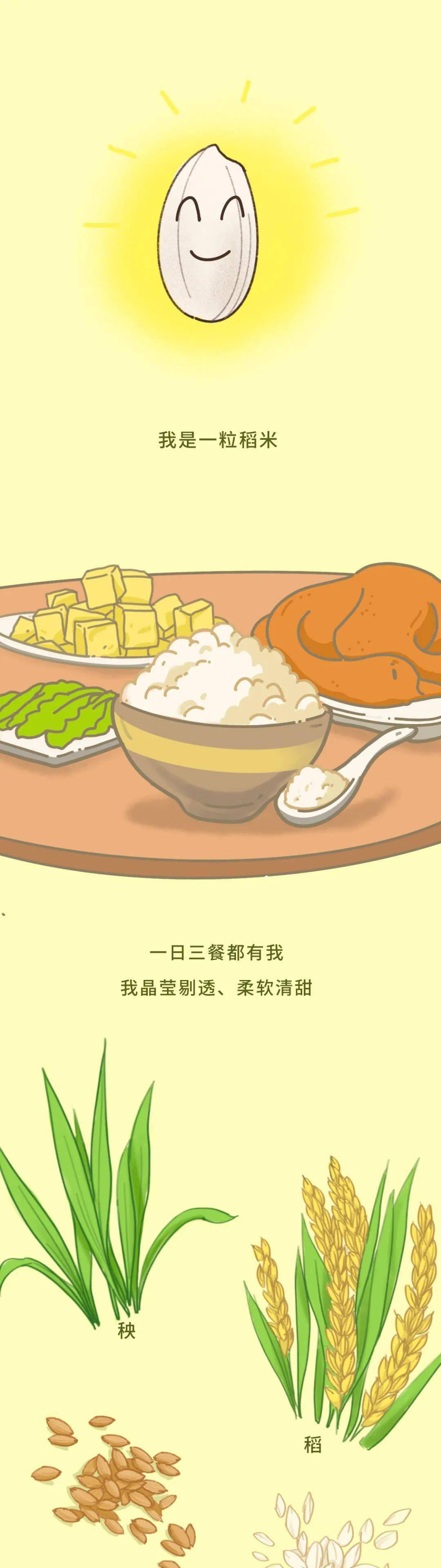 揭秘你知道一粒米走上餐桌有多不容易吗
