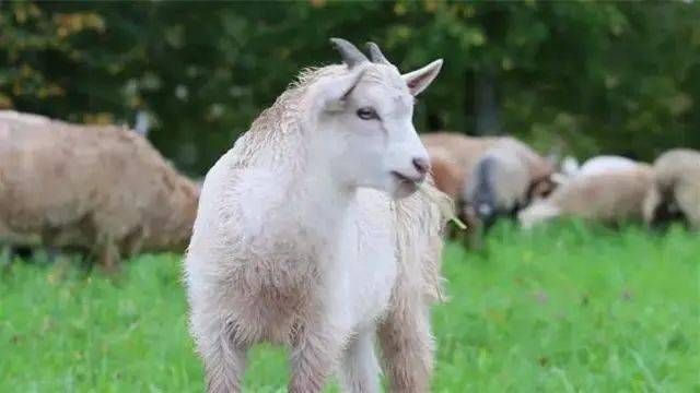 高品质牛羊肉饺子 6837dc989a124909a51aa455d27b9a43.jpeg