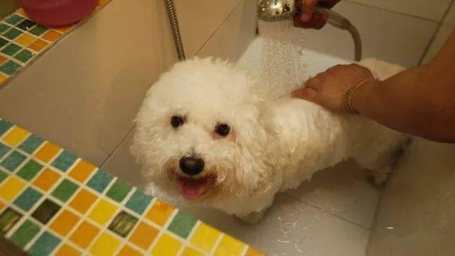 如何正确护理比熊犬的毛发 93e2886d0c8e4526a4450090553dc04c.jpeg