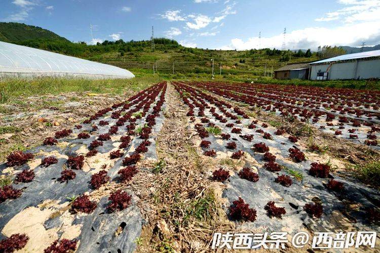 高山|陕西太白：高山蔬菜供港澳 智慧农业助增收