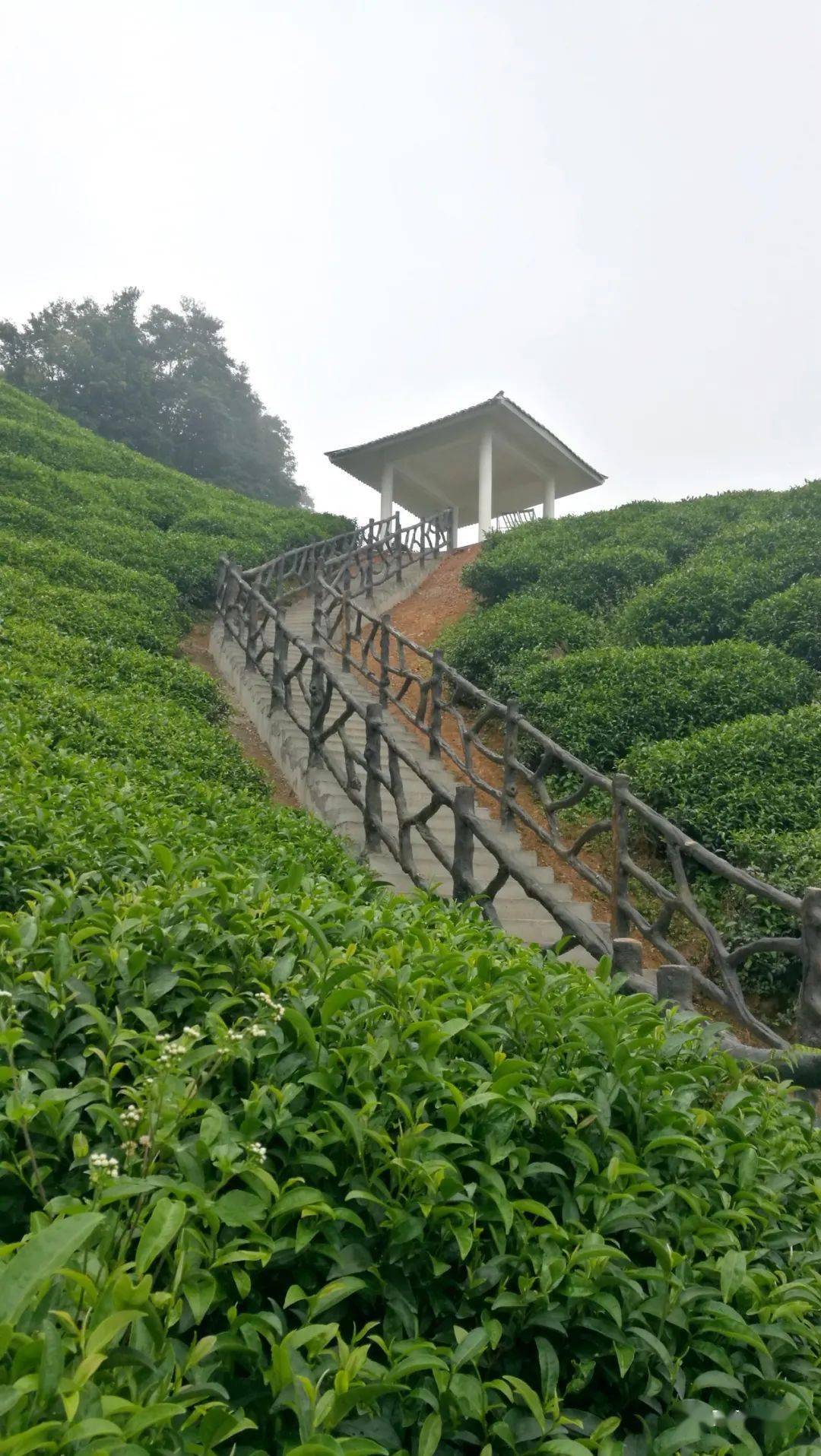 昭平又一观景台快要竣工了,在这里可以看到…_茶园