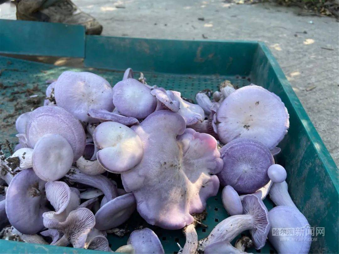 蘑菇紫的还带花20元一斤今年新引进地产的紫花脸上市了买吗