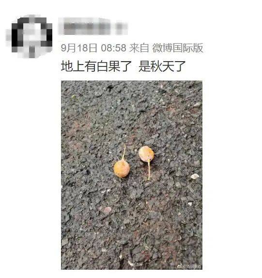 白果|曾有孩子因此丧命扩散！别碰路边这种果子！多地有人中招