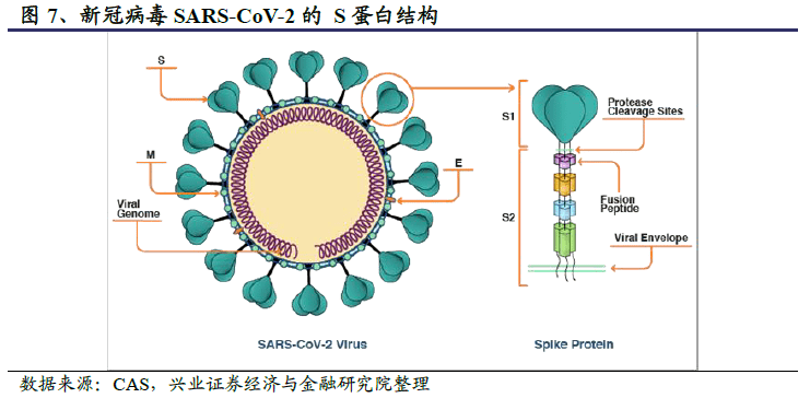 新冠病毒入侵细胞时,首先s蛋白rbd与人体细胞的表面受体ace2结合