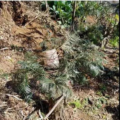 综艺嘉宾“摘雪莲”惹众怒,快来认识这些植物,避免踩雷!