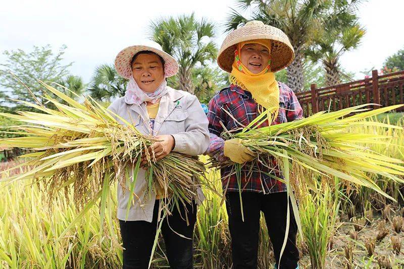 秋分日,丰收节:来水稻国家公园分享丰收喜悦