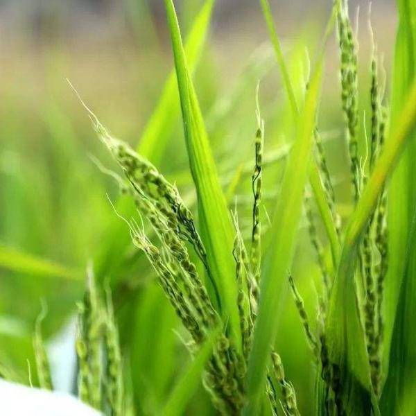 综艺嘉宾“摘雪莲”惹众怒,快来认识这些植物,避免踩雷!