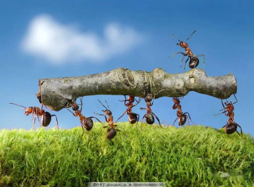 蚂蚁菩萨||麦萨