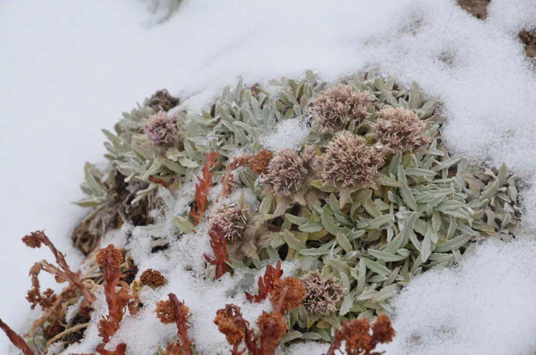 雪兔子:我不能让你长生不老,放过我吧!_植物