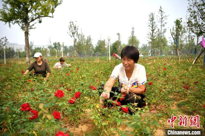 花卉|105万株月季安徽阜阳静待游客