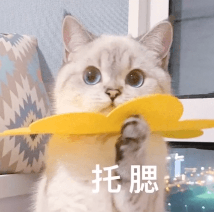 猫咪表情包来袭,注意查收!