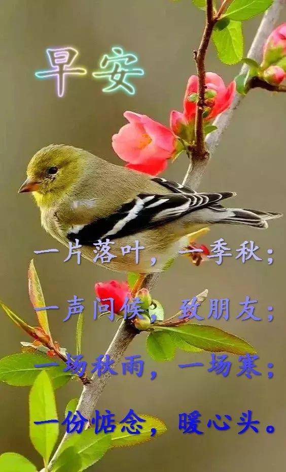 早上好问候美图,早安问候语句.