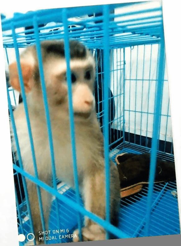 国内怎么养宠物猴 2de3529f48cf44239f2280ae924630a5.png