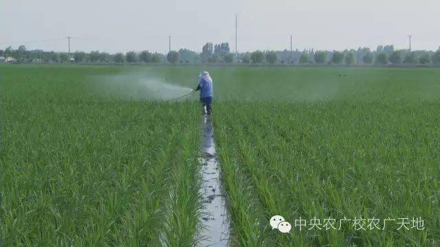 稻田里养鸭,如何既让鸭子吃好,水稻更粗壮,还不破坏稻穗呢?