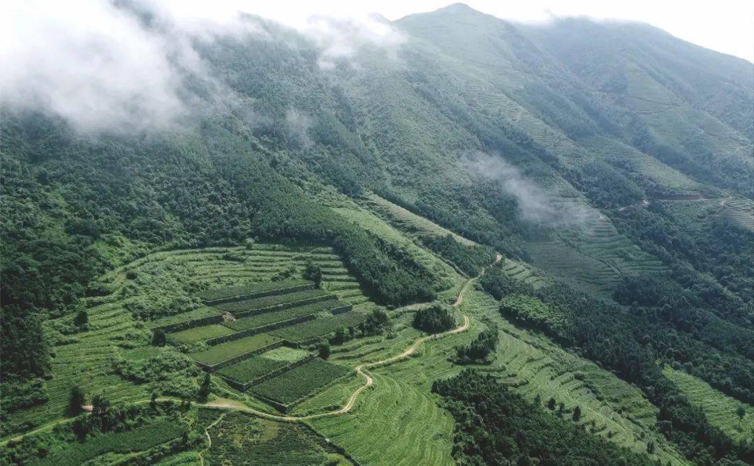 【安化黑茶茶山探秘"辰山界上"茶旅庄园