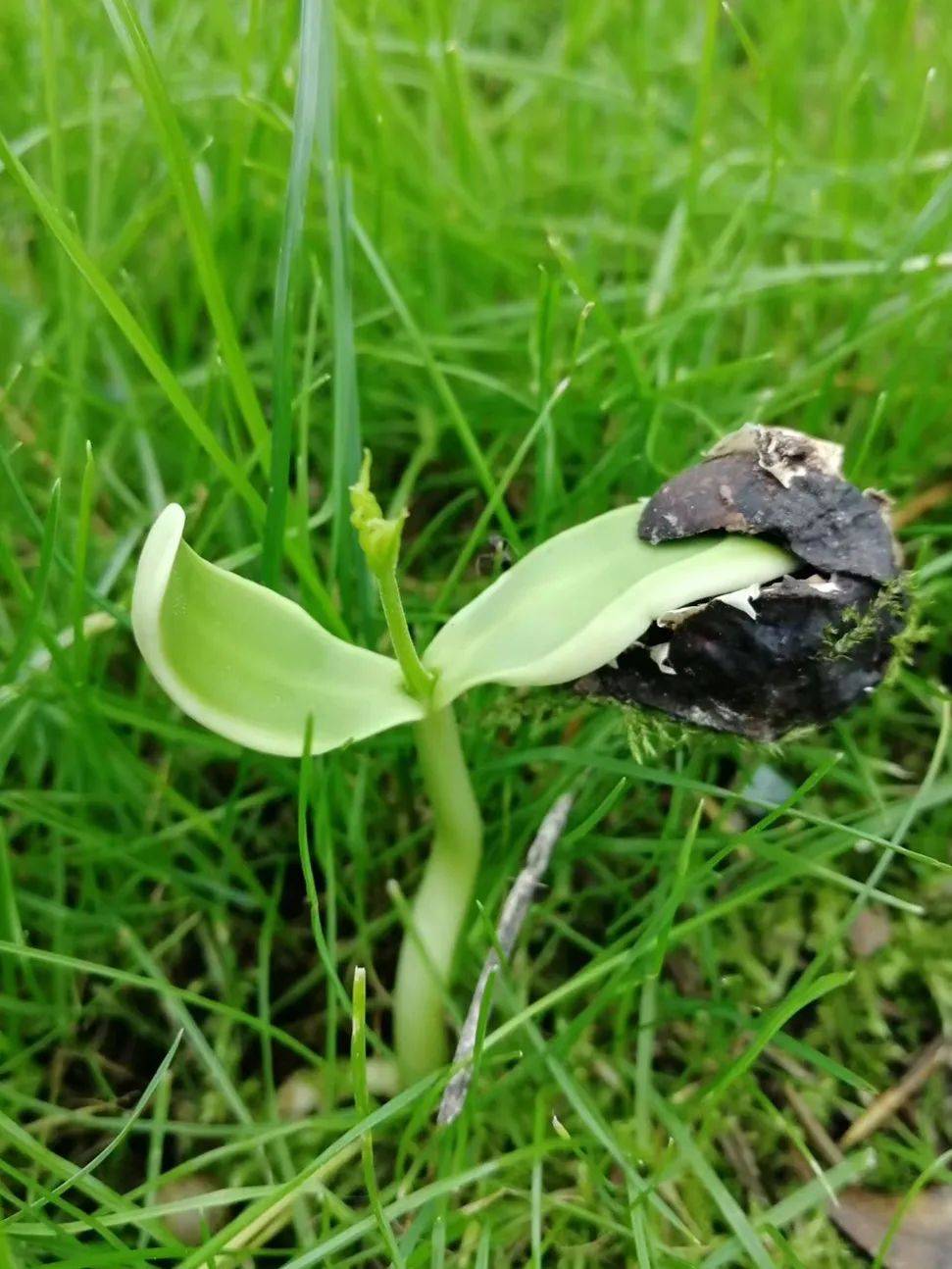 图片|说出来你可能不信,让鬼见愁的可能是洗手液