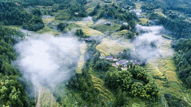 浅黄到金黄大地刹那间就变了颜色当秋天遇上桂东梯田是盘旋山间的天梯