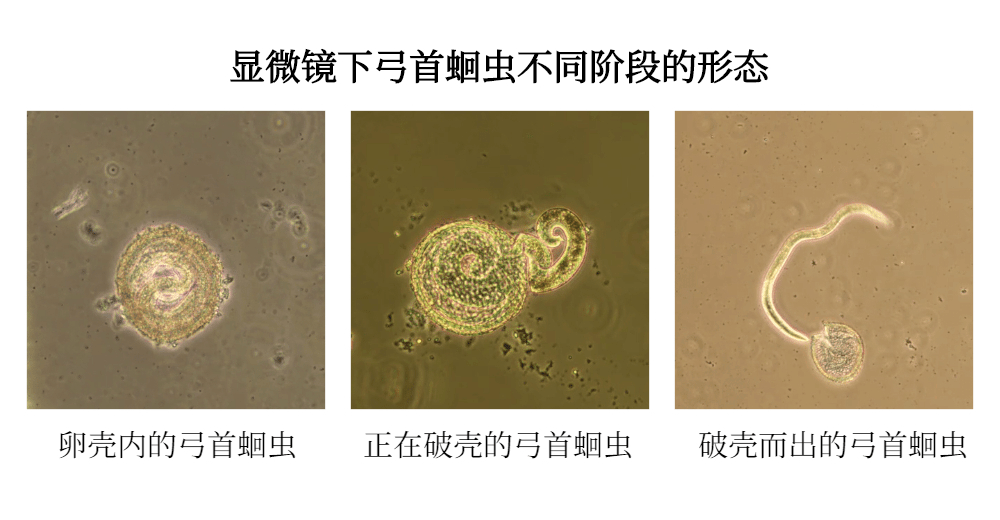 以弓首蛔虫为例,给大家看下,显微镜下观察到的寄生虫不同阶段的形态