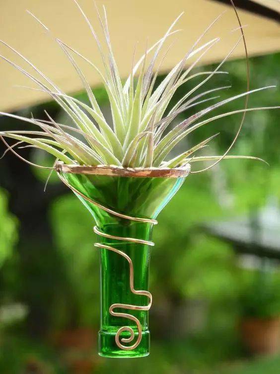 植物|花艺界的10大 · 傲娇植物，好看！