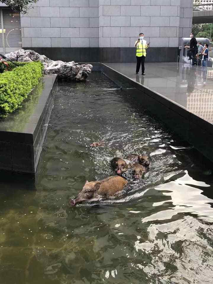 花园|香港中环来了5只野猪，还跳进中银大厦外花园水池游泳