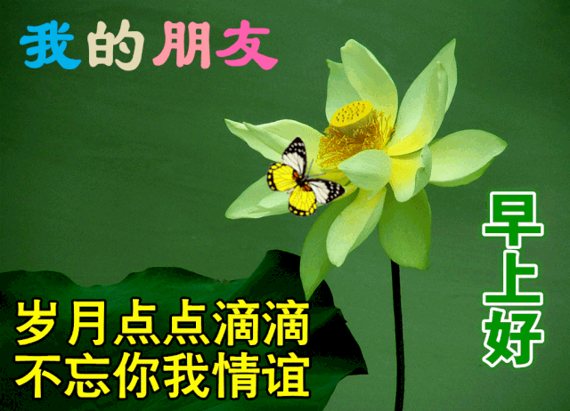 7张超级漂亮的早上好问候图片鲜花带字 看着舒心的清晨好问候图片带字